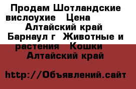 Продам Шотландские вислоухие › Цена ­ 1 500 - Алтайский край, Барнаул г. Животные и растения » Кошки   . Алтайский край